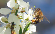 A World Without Honey Bees Would Not Be So Sweet