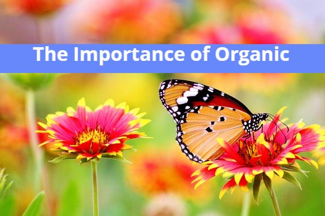 Importance of Organic skincare