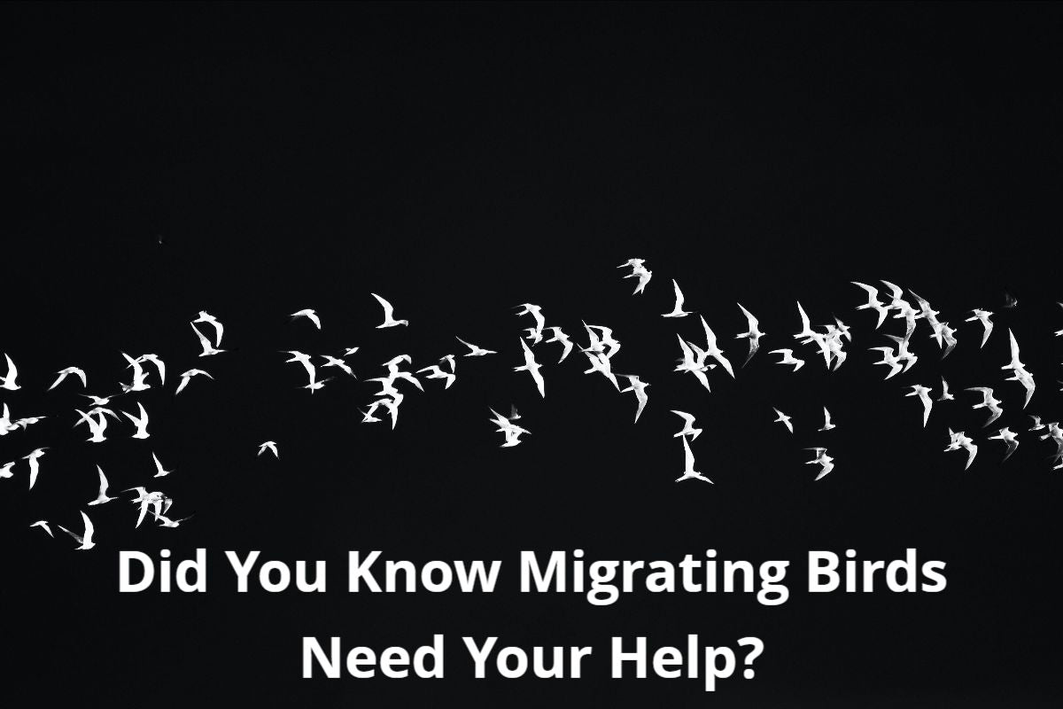 Did You Know Migrating Birds Need Your Help?