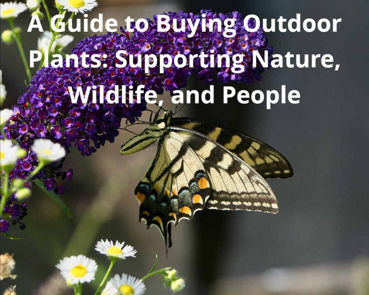 A Guide to Buying Outdoor Plants: Supporting Nature, Wildlife, and People