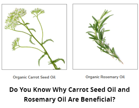 Do You Know Why Carrot Seed Oil And Rosemary Oil Are Beneficial?