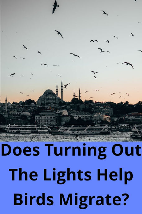 Does Turning Out The Lights Help Birds Migrate?