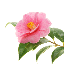 Organic Camellia Oil - Edye's Naturals